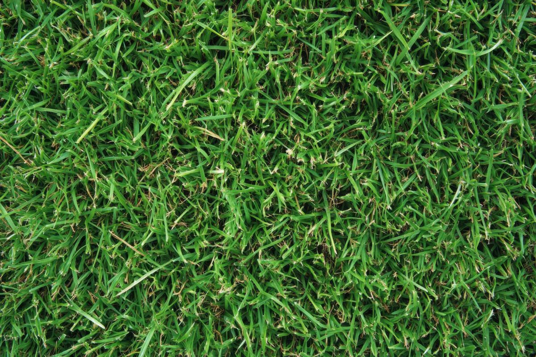 when to apply pre emergent for bermuda grass 1