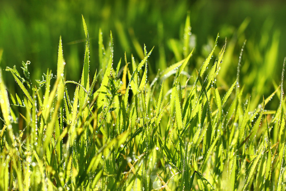 best fertilizer for centipede grass in south carolina