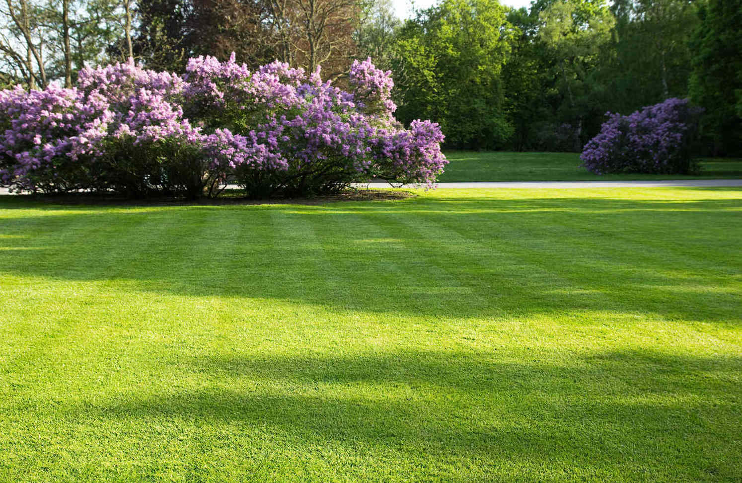 Best Grass Seed for North Carolina Lawn Synergy