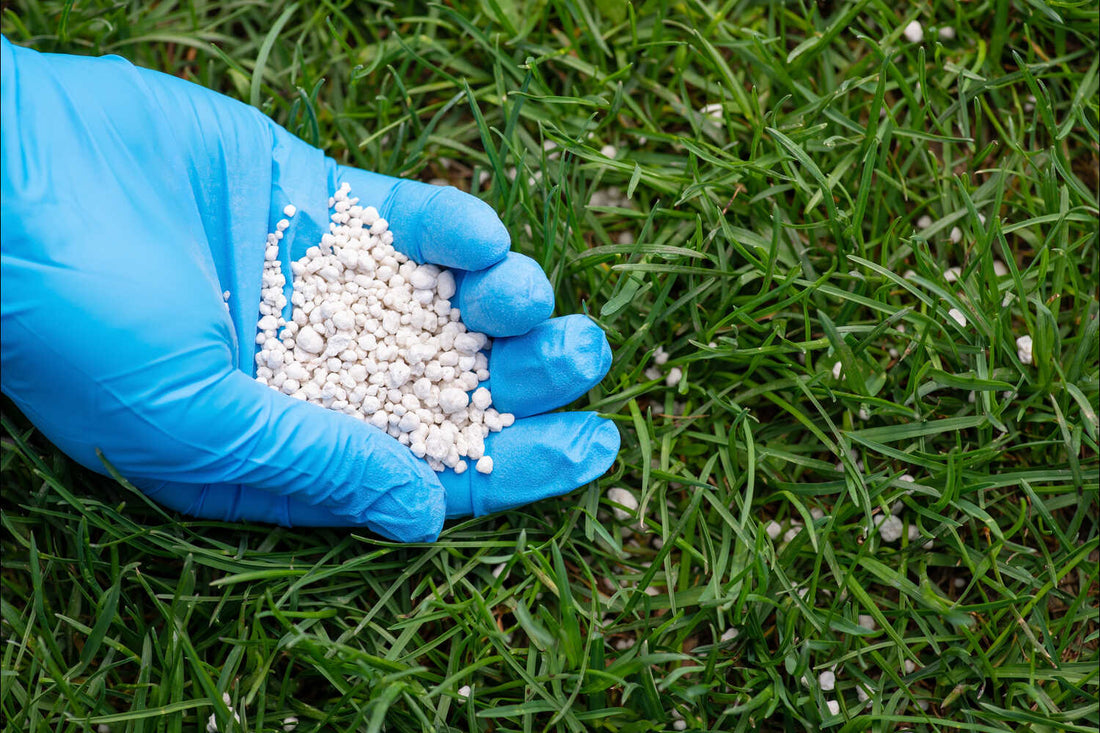how long to stay off new grass seed