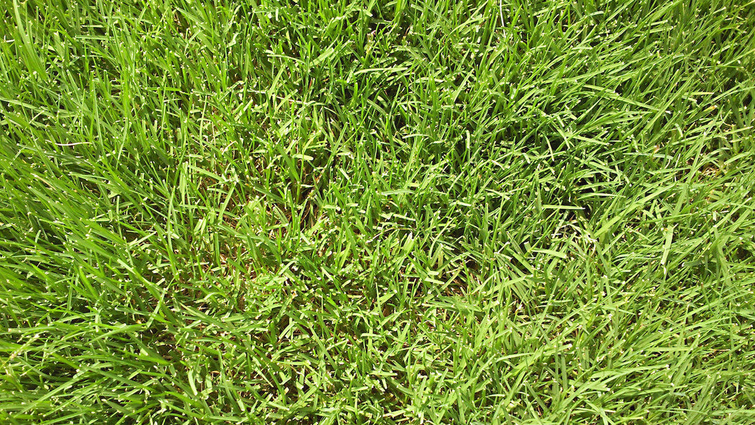 best weed and feed for bermuda grass