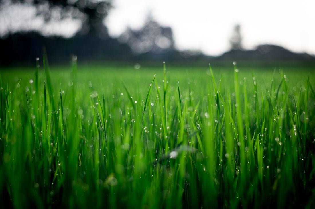 best time to fertilize lawn before or after rain