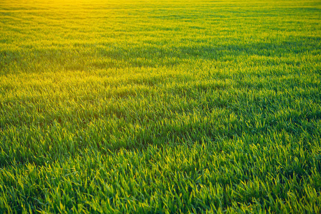 best grass for southern california