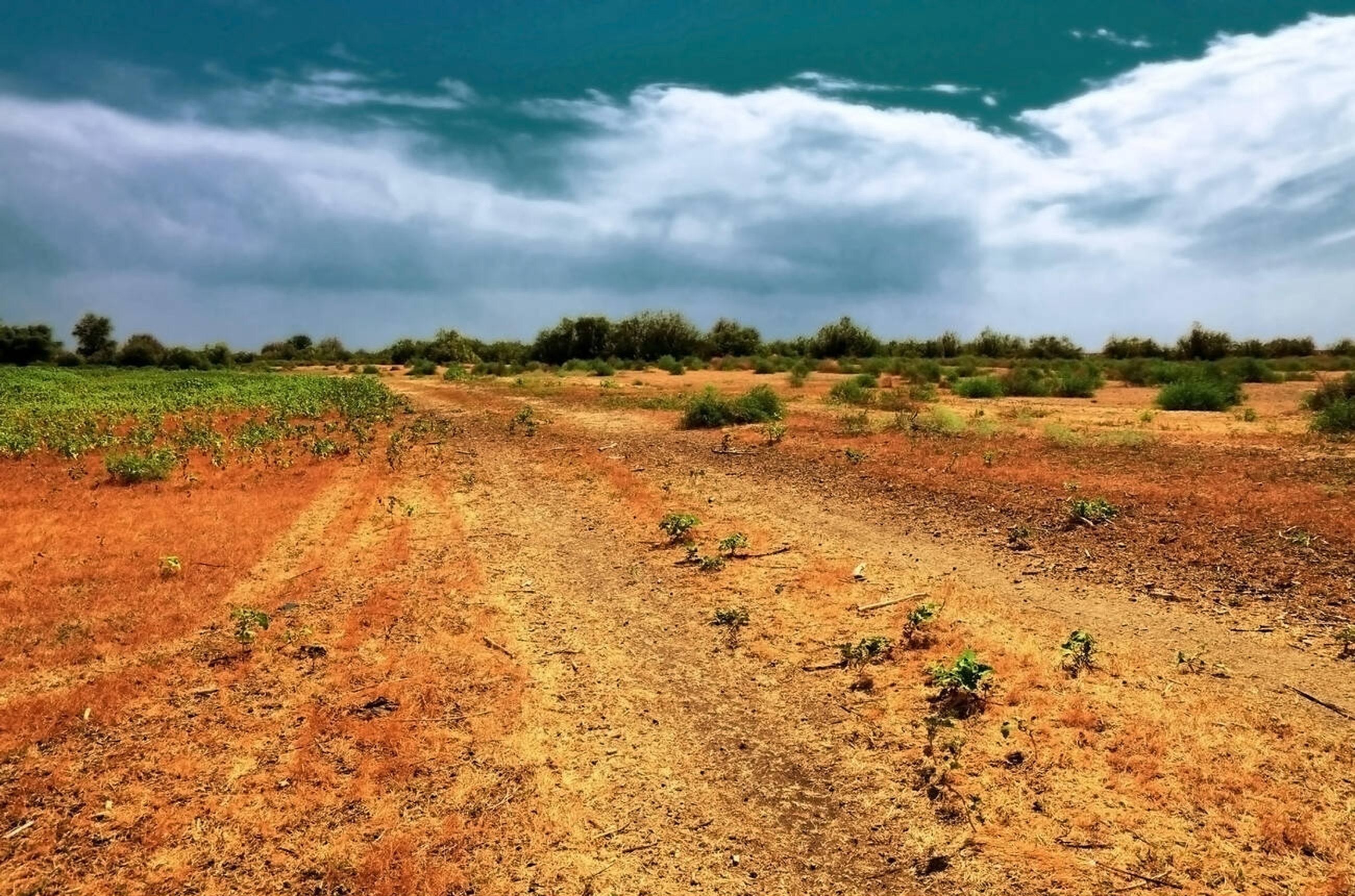 How to Choose the Best Fertilizer for Clay Soil: Expert Tips