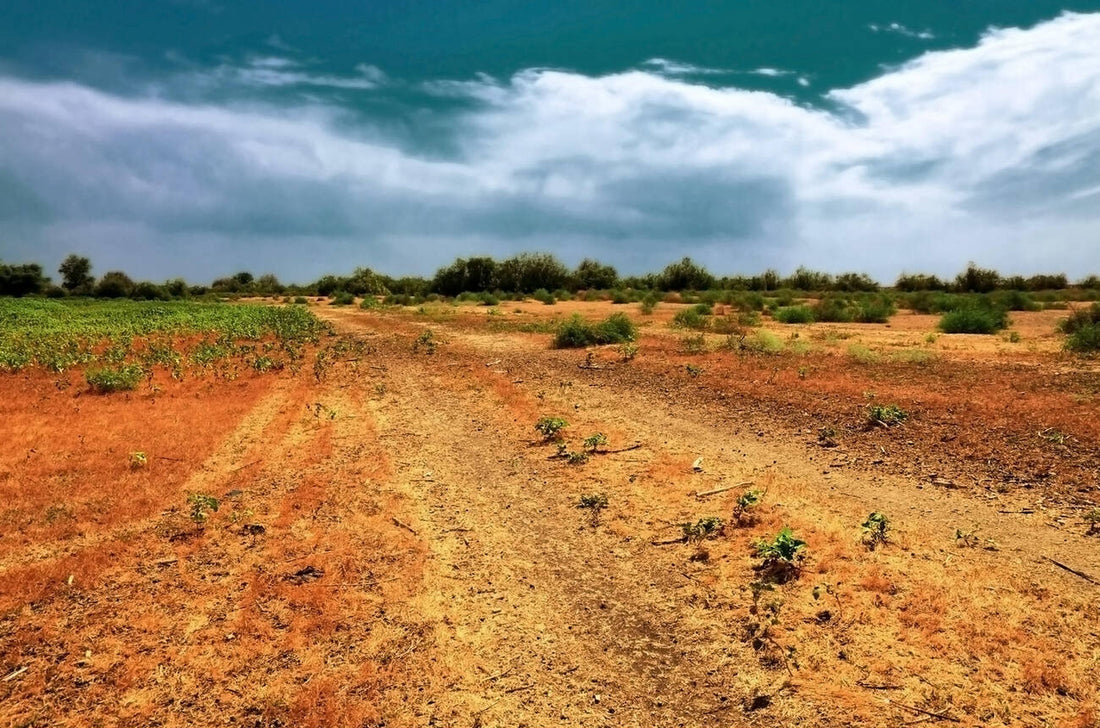 best fertilizer for clay soil lawn