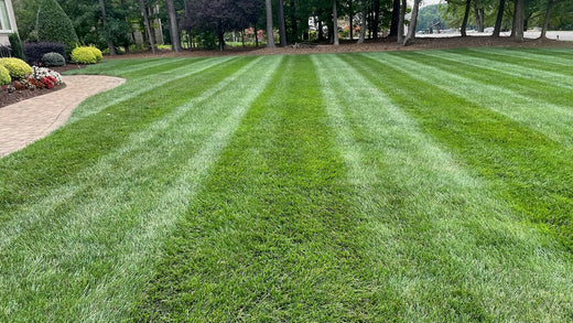 best fertilizer for tall fescue grass