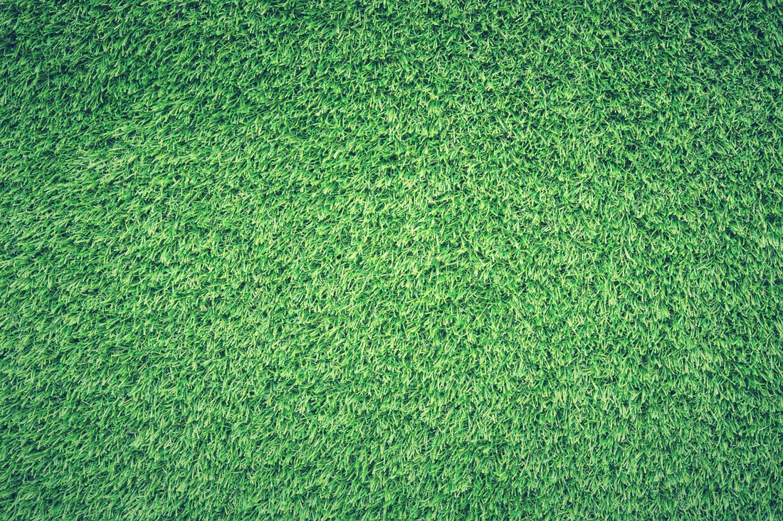 best grass for shade and high traffic