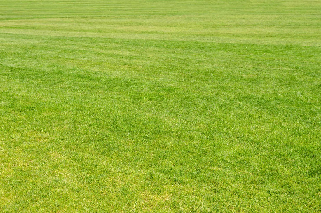 best grass for shade in florida