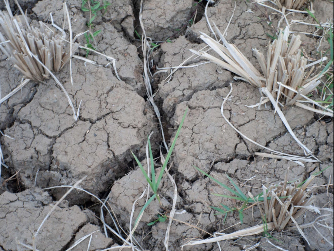 best grass seed for poor soil