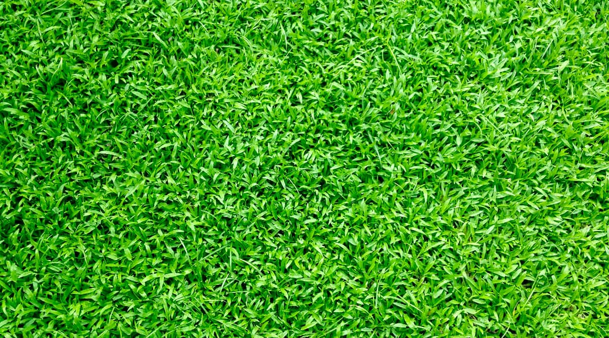 What is the Best Pre Emergent for Bermuda Grass: Top Picks Revealed