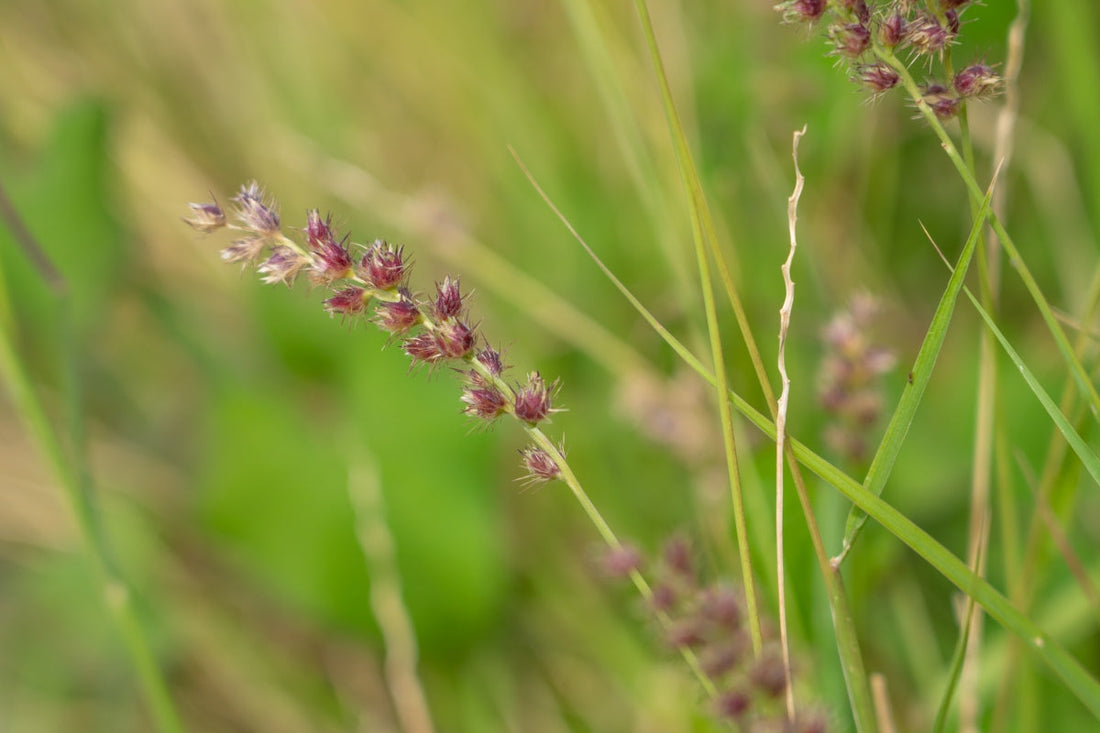 best pre emergent for grass burrs