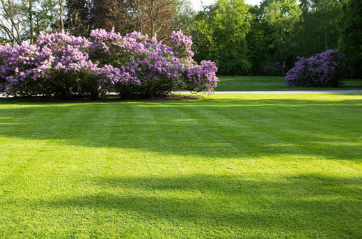 best time to plant grass seed in sc
