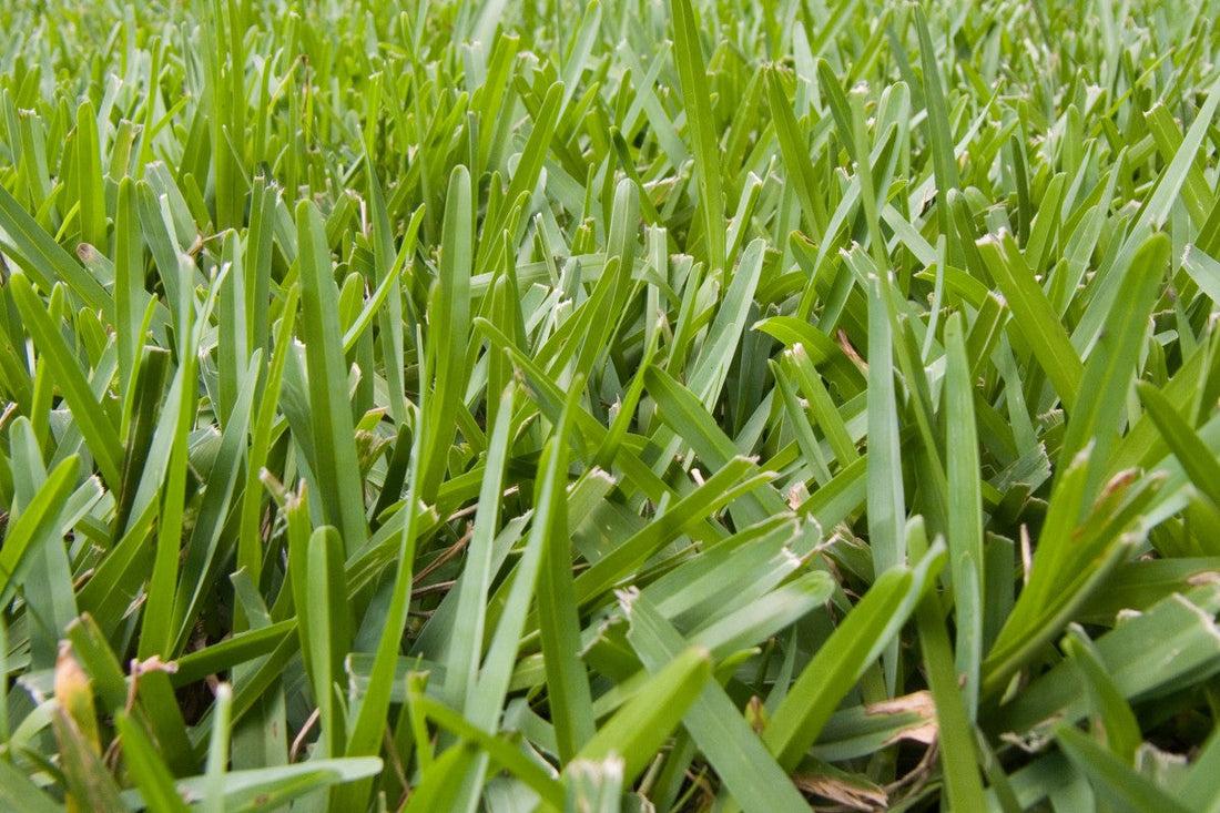 how to plant st. augustine grass