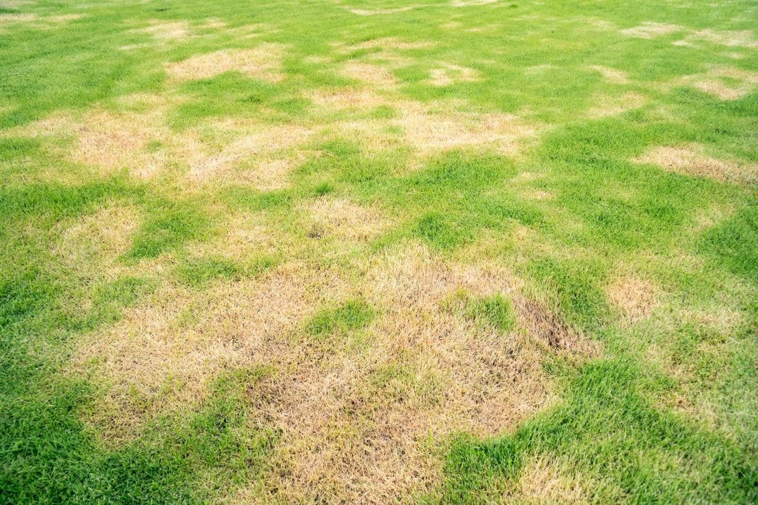 can you seed over dead grass