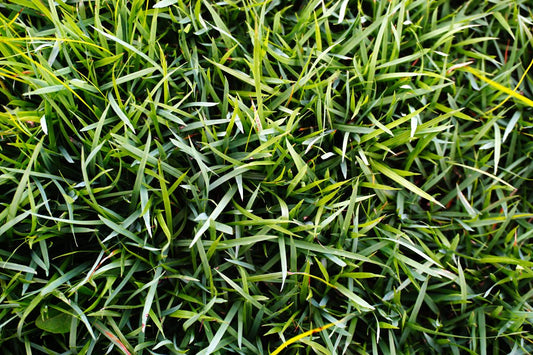overseeding zoysia grass 1