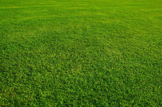 best time to plant grass seed