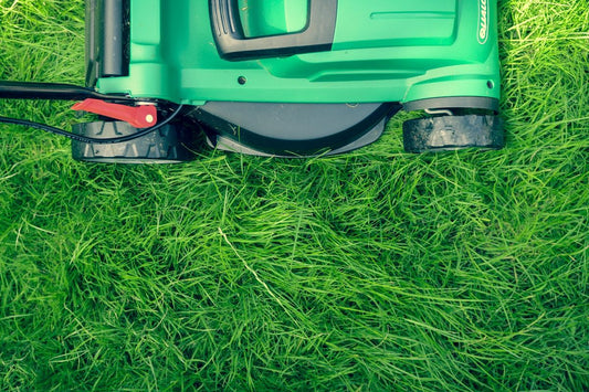should you mow before pre emergent