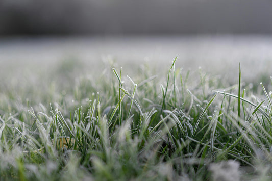 when is it too cold to fertilize lawn