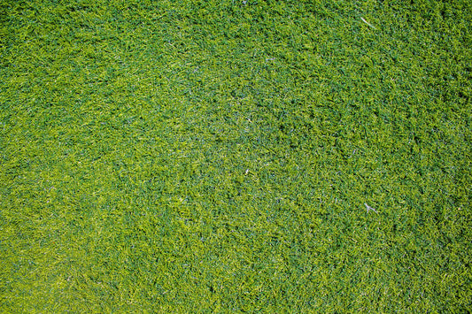 when to fertilize lawn