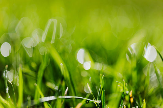 when to fertilize lawn in spring