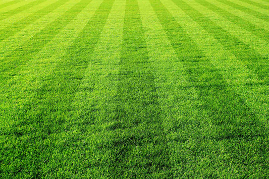 will pre emergent kill grass seed