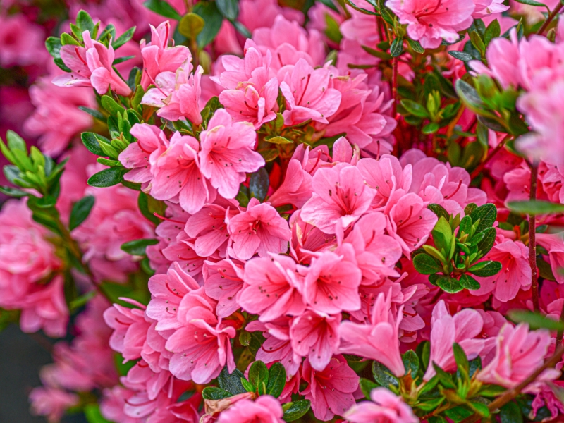 Plant Fertilizer Tree Fertilizer Professional Grade plant-fertilizer-tree-fertilizer-professional-grade