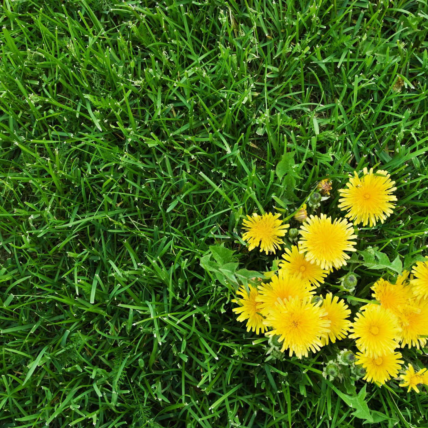 Weed Killer For Lawns Professional Yard Weed Killer Products weed-killer-for-lawns-professional-yard-weed-killer-products