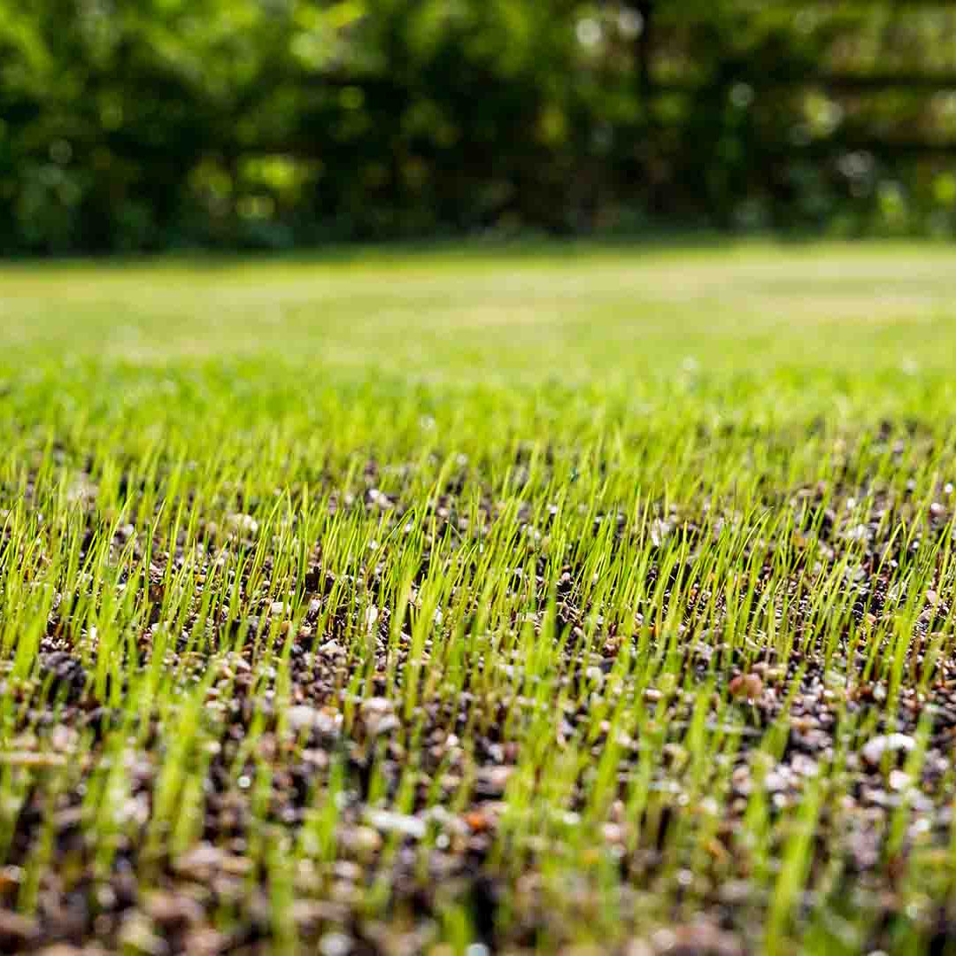 Envy Grass Seed Germination