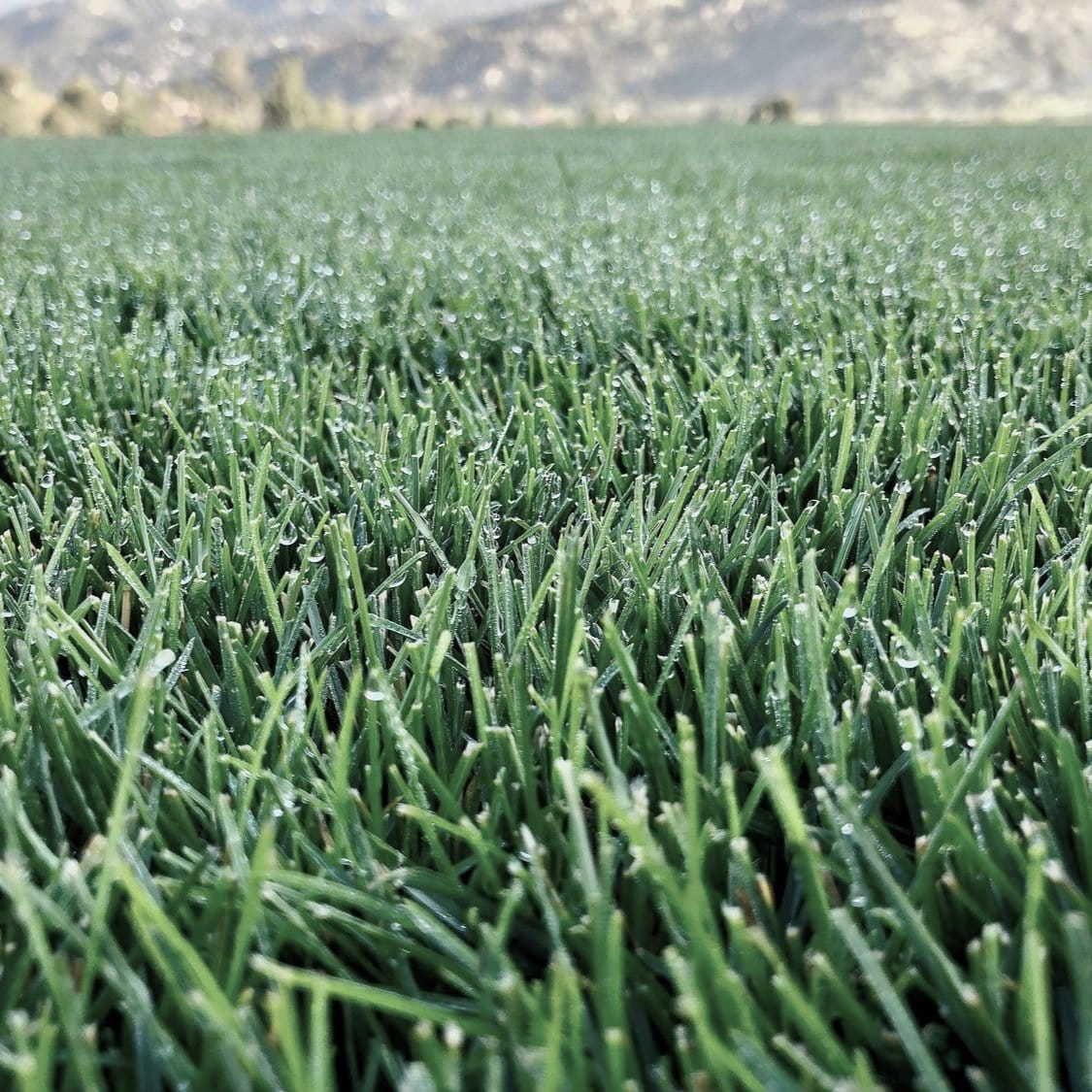 North Star Grass Seed Blend | Kentucky Bluegrass and Tall Fescue Blend