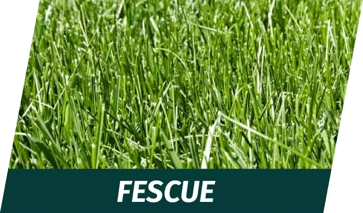 Identify your lawn grass type