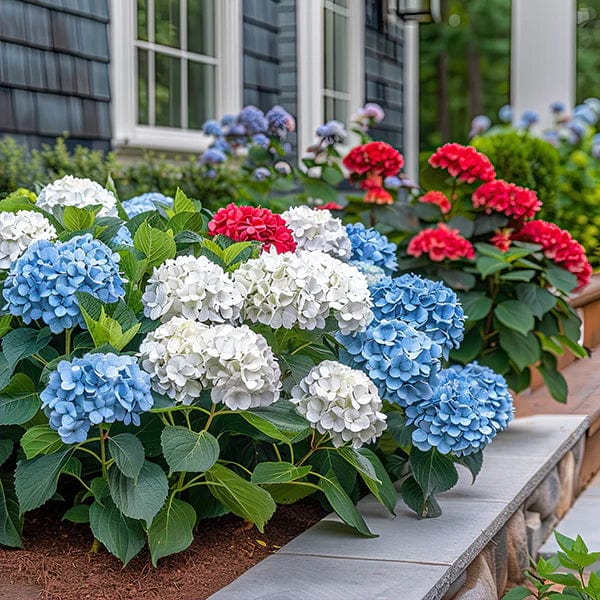 fertilizer for hydrangeas 14-14-14