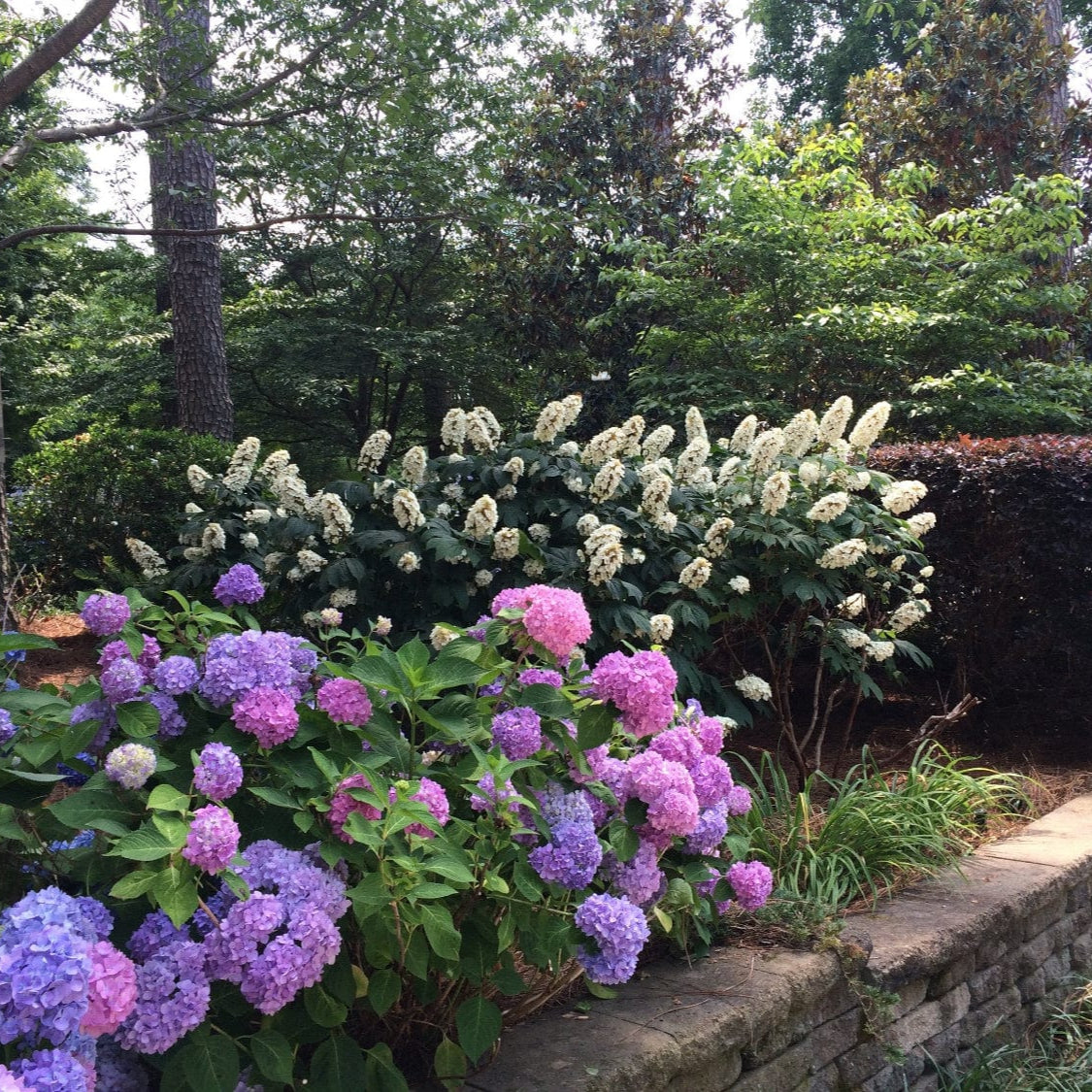Hydrangea Fertilizer