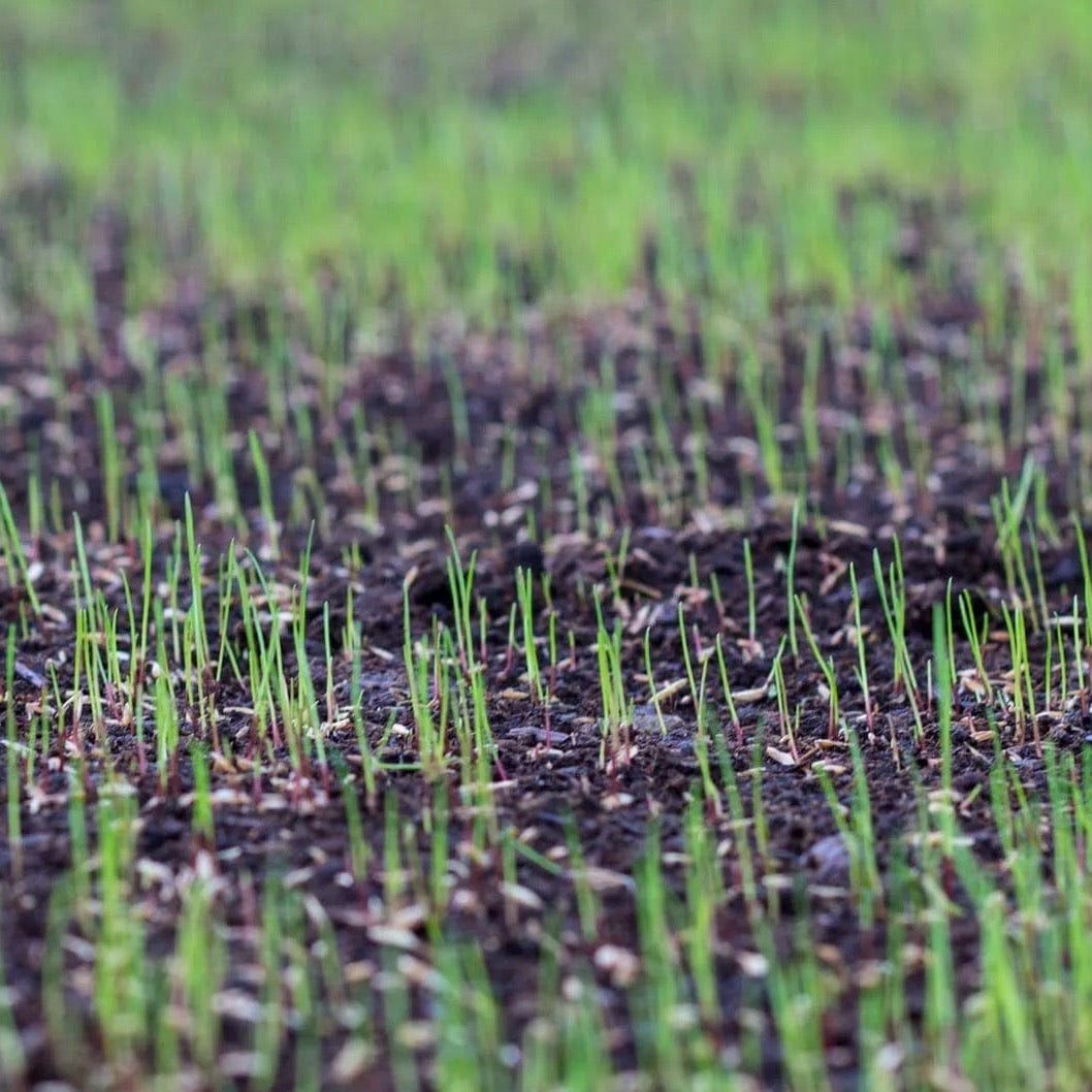 Starter Fertilizer for Grass