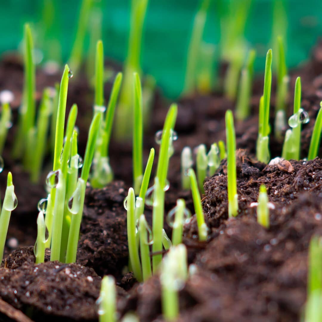 Starter Fertilizer for Grass