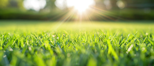 best grass seed for central florida