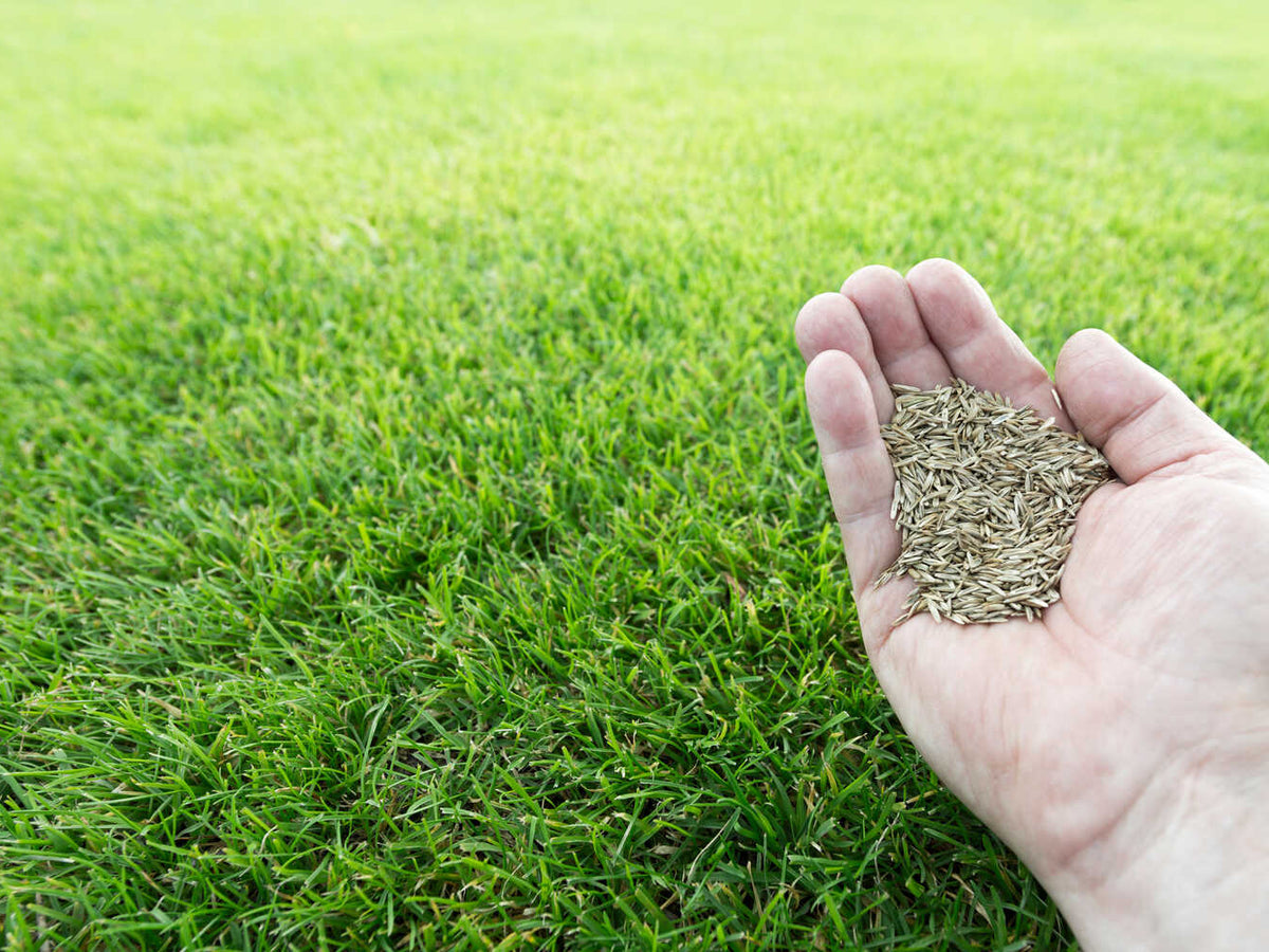 Healthy Lawn Full Website (Copy, 234 selected)