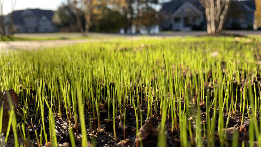 Germination of Grass Seed