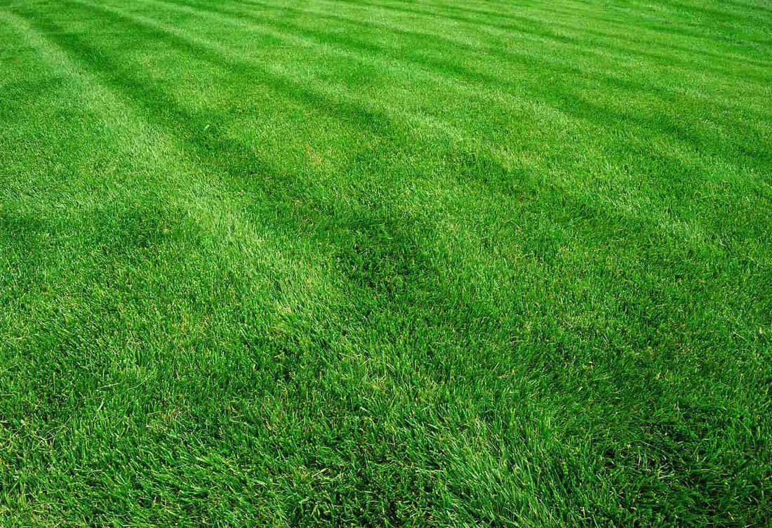 best grass seed for utah