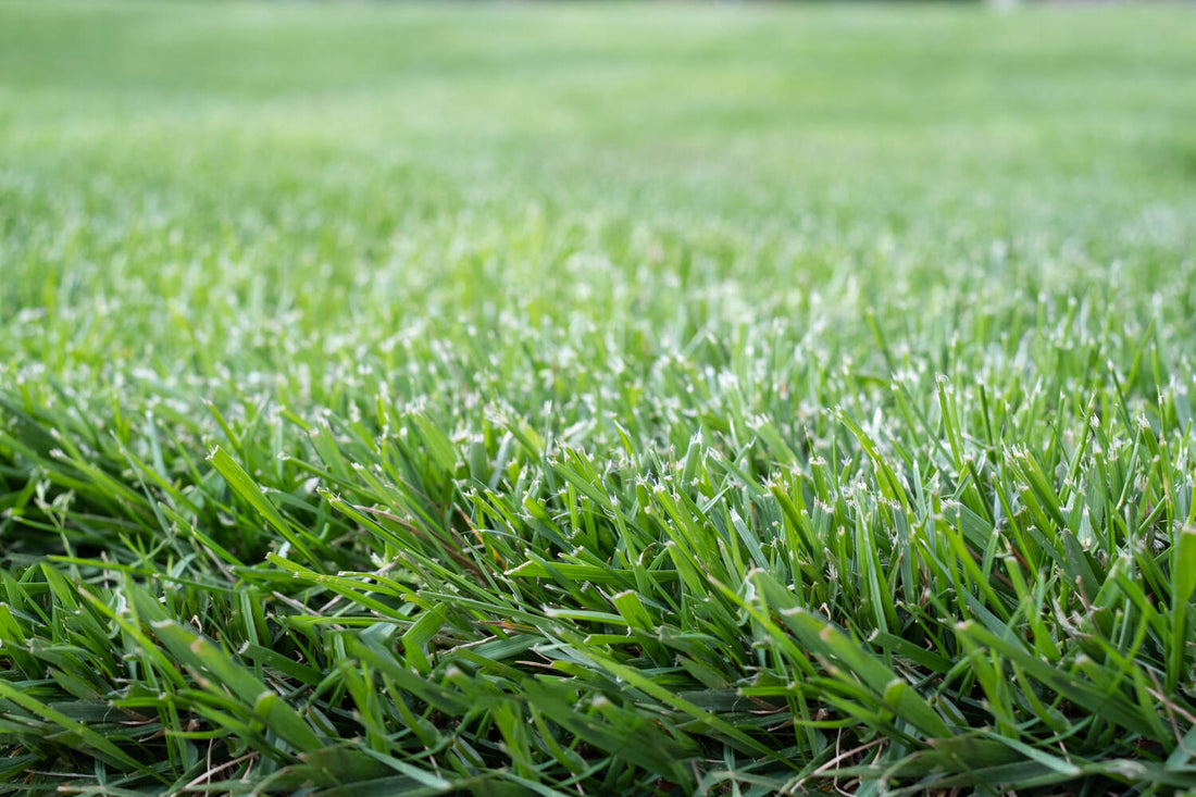 is 20-10-10 fertilizer good for lawns