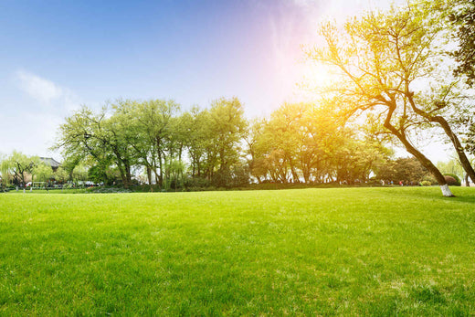 best time to plant centipede grass seed