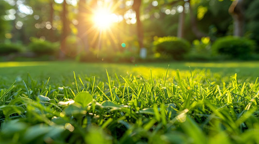 when to fertilize lawn in nc