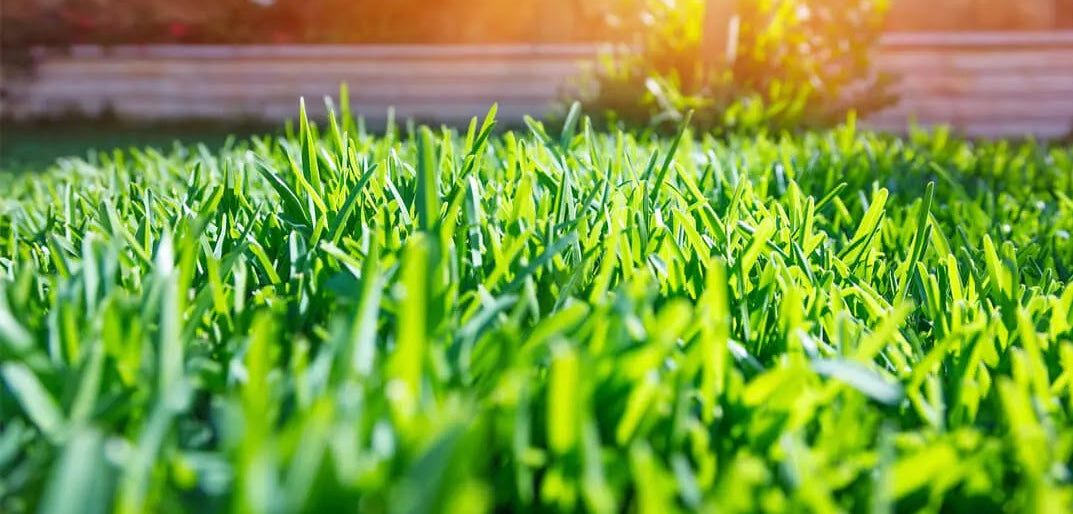 how to fertilize lawn in spring