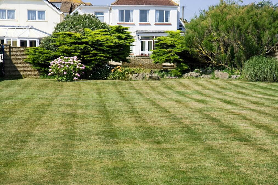 Does Grass Fertilizer Kill Weeds