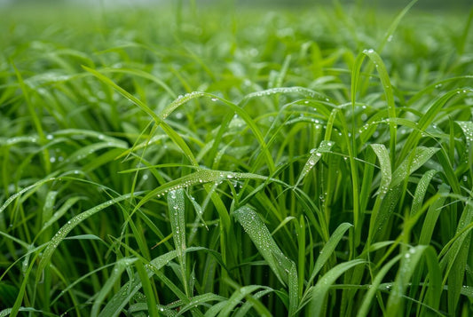 best grass seed for maryland