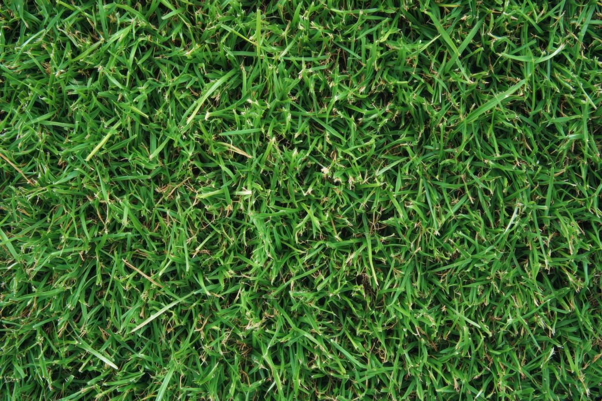 Best Pre Emergent for Bermuda Grass Best Pre Emergent for Bermuda Grass