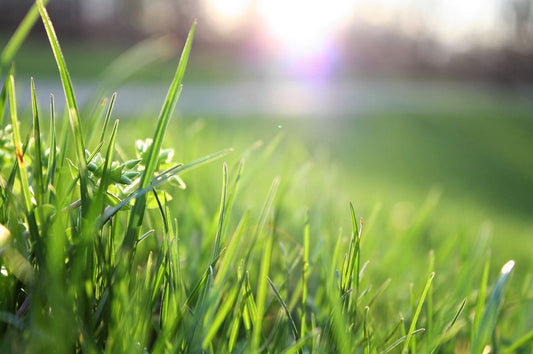 can you fertilize dormant grass