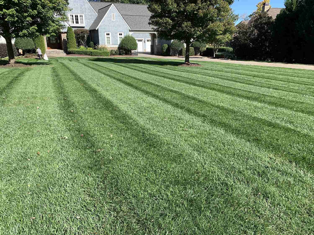 how often to fertilize lawn