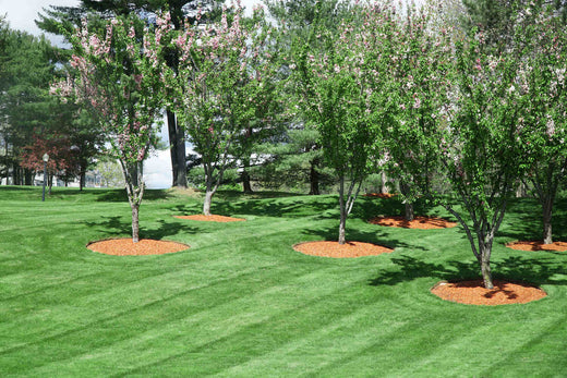 plant grass seed in california