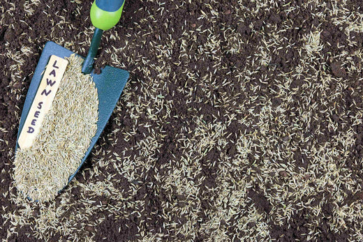 best grass seed for bad soil