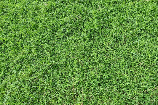 how to grow bermuda grass